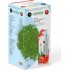 Matcha Çilek Ve Yeşil Çay